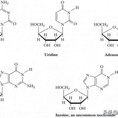 【胞嘧啶,胞嘧啶是什么字母】
