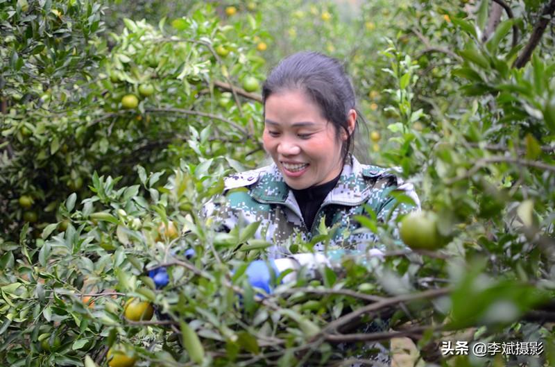 貴州柑橘種植手藝采購(gòu)信息_吃那些野菜都有哪些益處