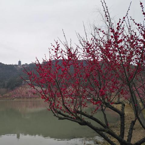 苏州市连云港什么方向