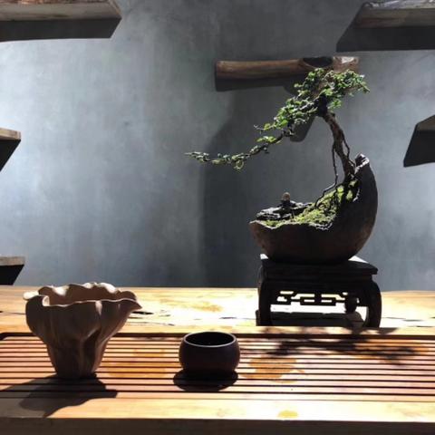 福建山上做盆景怎么样