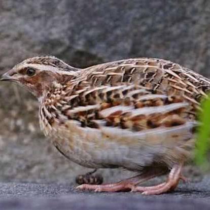 加拿大的电影的长尾关键词是什么