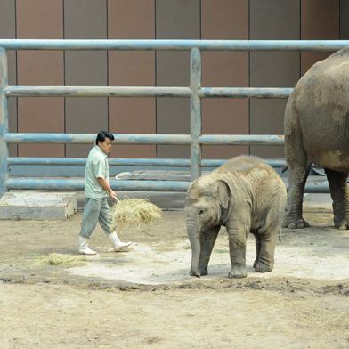 广州动物园的大象有多大？