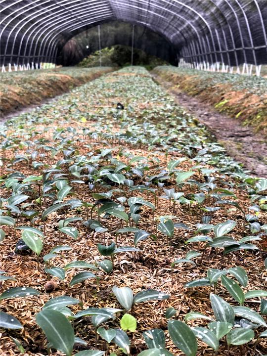 河南云岭农业科技有限公司带领农户种植黄精打造伏牛山新产业名片