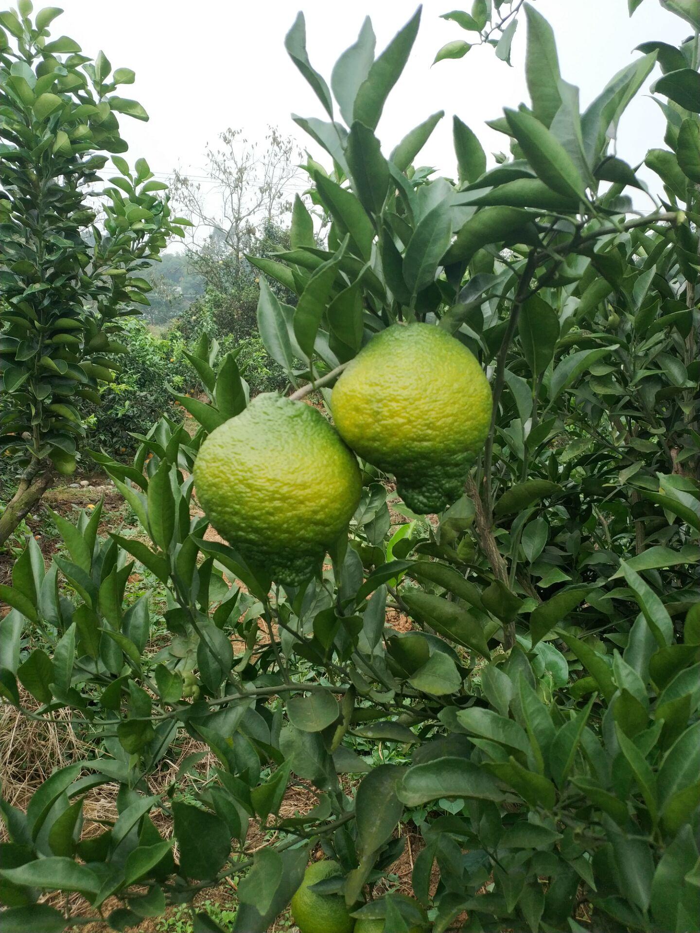 柑橘桔的種植手藝_3500畝的柑橘園是若何停止種植辦理的