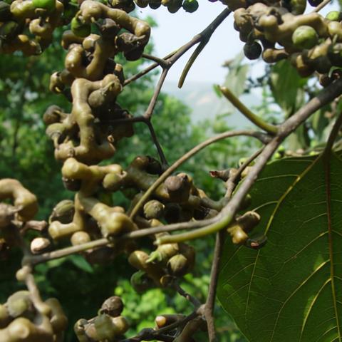 保定市拐枣酒代理的长尾关键词有什么