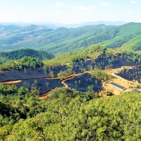 华重楼和滇重楼区别？