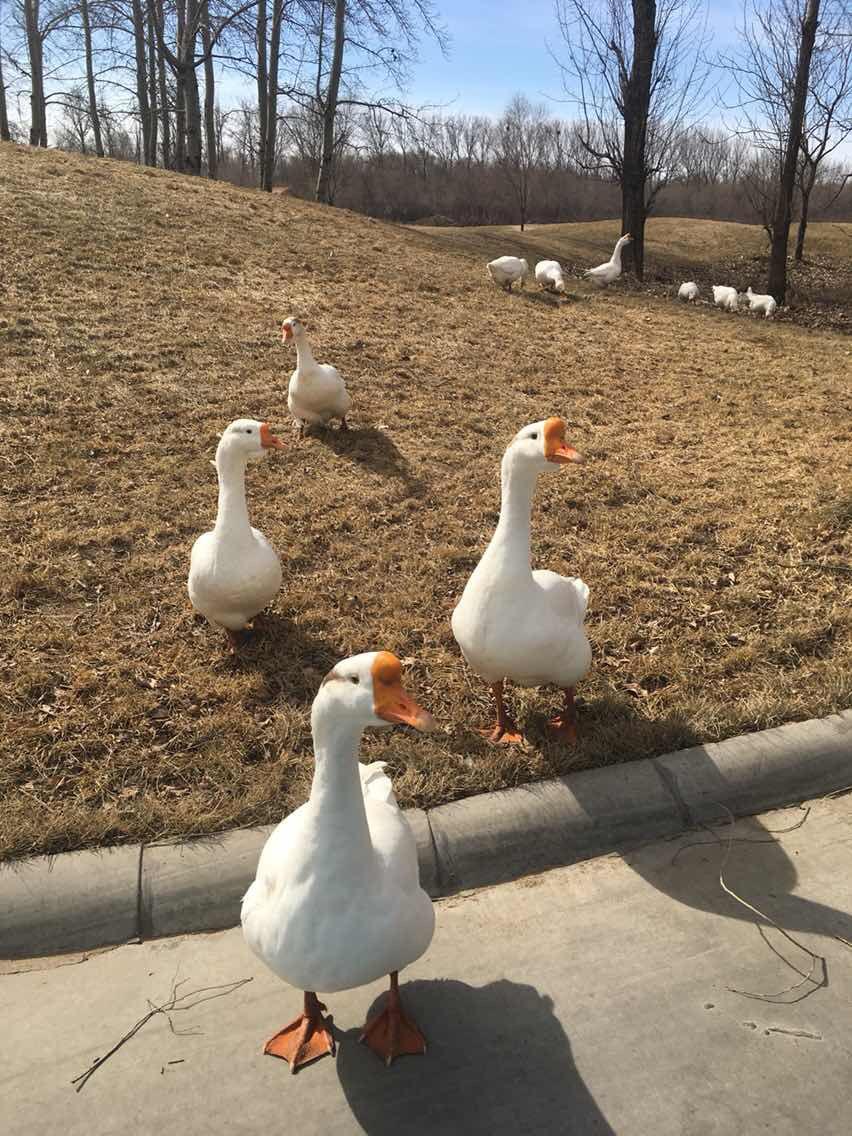 百度商家平台(实体小店怎样才能使用支付宝收款)