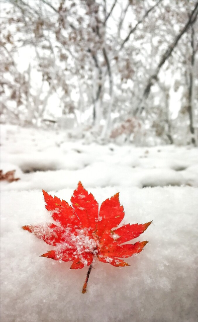 2021第一场雪朋友圈说说句子 2021第一场雪朋友圈说说句子