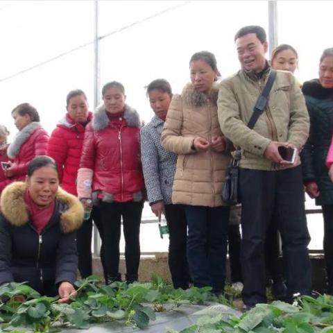 桂林草莓汁厂家直销相关长尾关键词有哪些