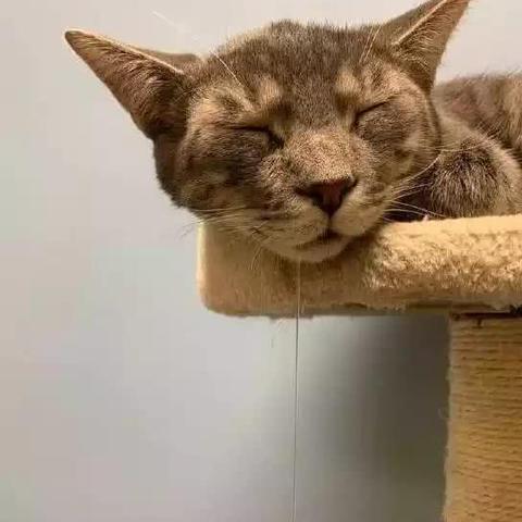 生肖狗射手运势男人运程(生肖狗射手运势男人运程如何)