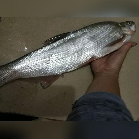 南宁邕江野钓能开车抵达的钓点？