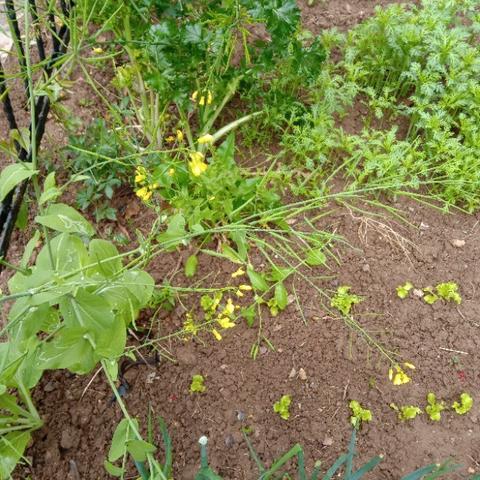 临沂市小院改造方案的长尾关键词有哪些