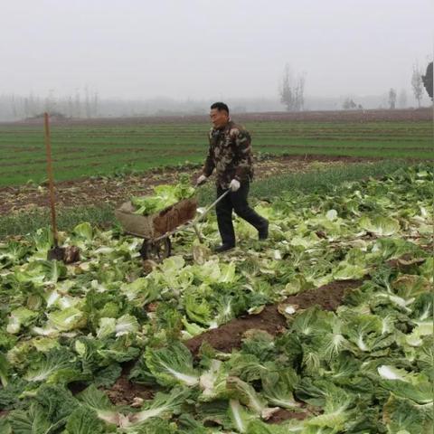 河南农村种植什么好项目
