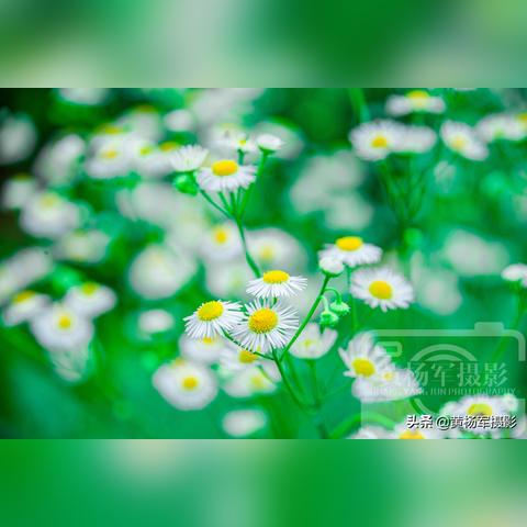 沈阳市蓬花村在哪个区啊