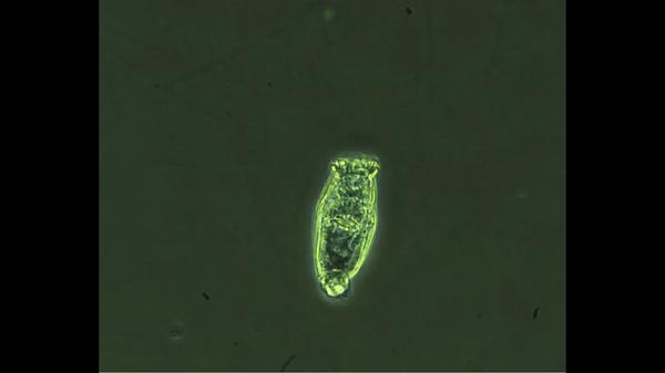 微生物学杂志论文指导功利化的教育职称该如何抉择