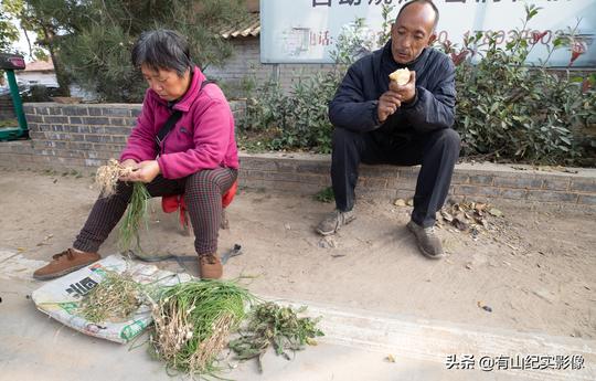 立冬时节挖到春天才有的野菜，5旬大妈说城里游客抢着买，看是啥