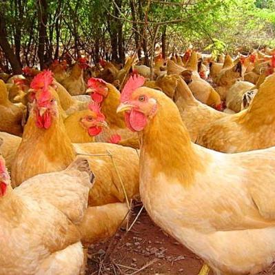 哈尔滨肉类特产相关长尾关键词有哪些