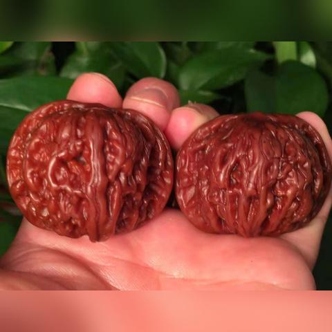 每年几月份收核桃？