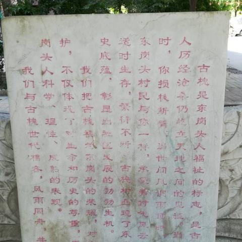 石家庄市哪里有大槐树