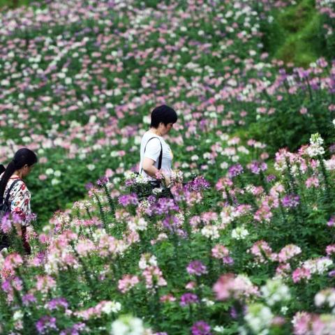 桂林市鲜花景点在哪里