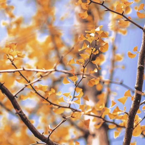 成都市复古公园在哪里啊