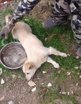 孩子为什么容易卡住喉咙 孩子为什么容易卡住喉咙