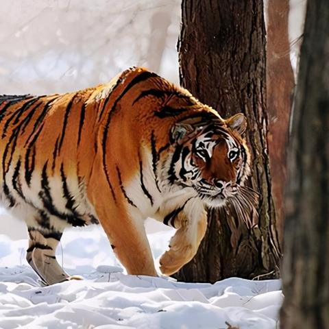 哈尔滨市熊猫电视哪里买