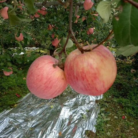 河南灵宝苹果厂怎么样