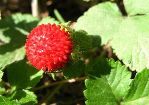 蛇果野草莓,三线仓鼠能吃什么水果吗?