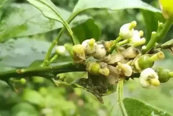 柑橘幼果期的管理措施（座果期可以用除草剂吗）