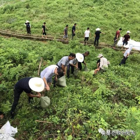 河南株洲都有什么区镇