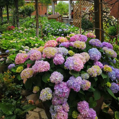 无锡市女人花园在哪里啊