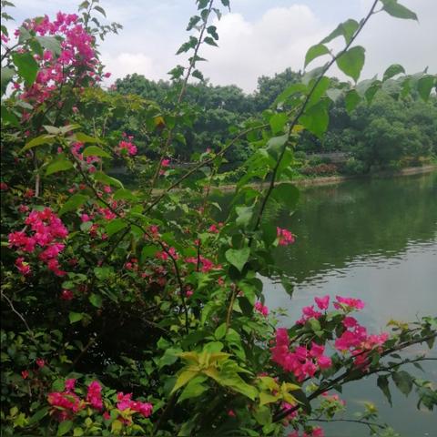 东莞市旗峰路是哪里镇