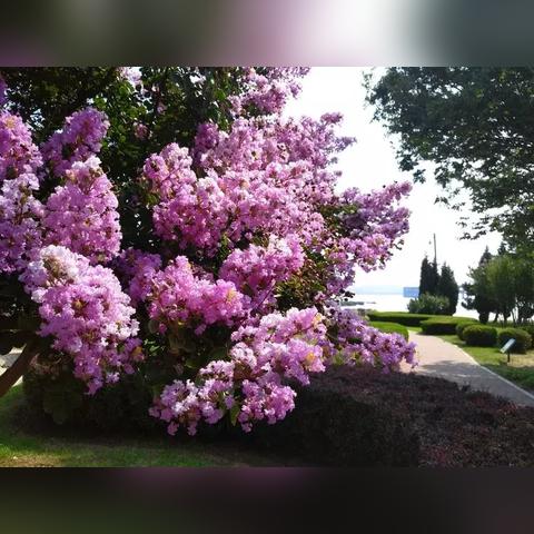 大连市常见的花是什么