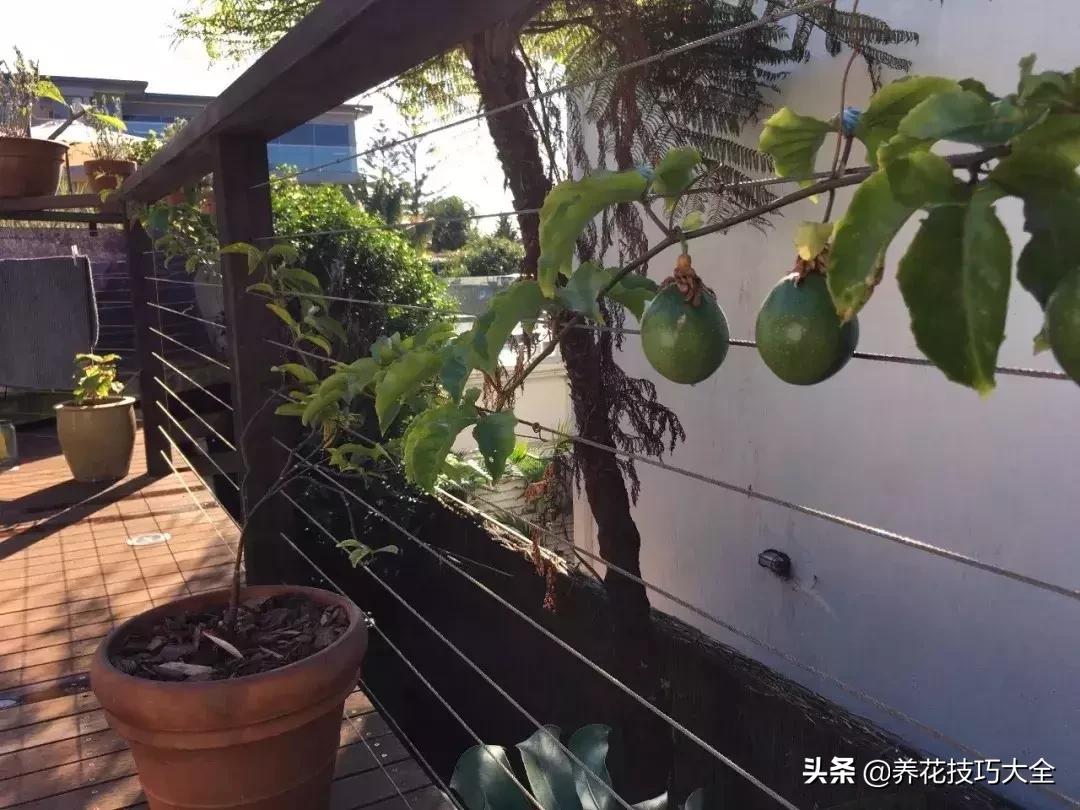 百香果阳台盆栽种植方法,百香果盆栽啥时开花?