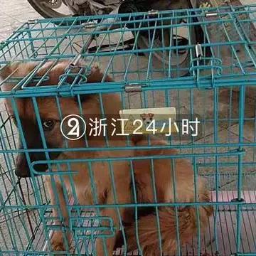 温州市犬证哪里办