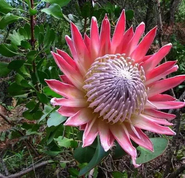 花材分类,鲜切花不属于团块状花的是?"