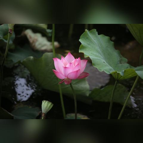 无锡市哪里有荷花