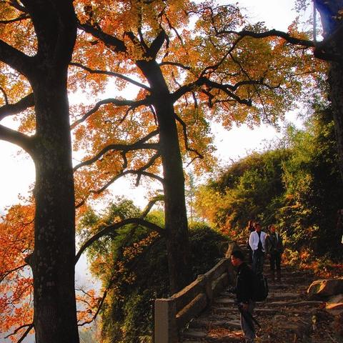 红枫古道是温州市文成的长尾关键词有什么