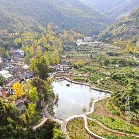 桂林市哪里有小鸡卖啊