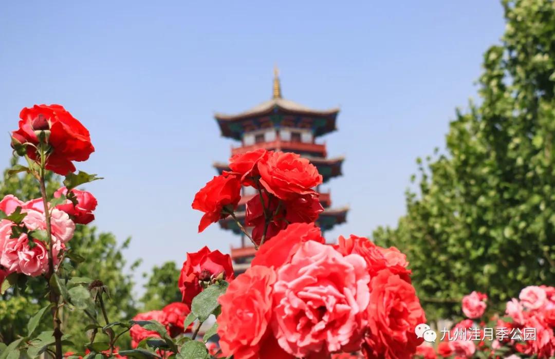 月季可以做成什么美食（农村家里的月季发芽了）