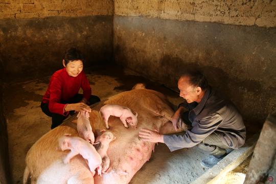 七旬老人回老家创业被骗养兔后又养上百头猪：今年终于挣钱了