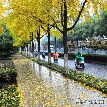 苏州回河南为什么变黄码