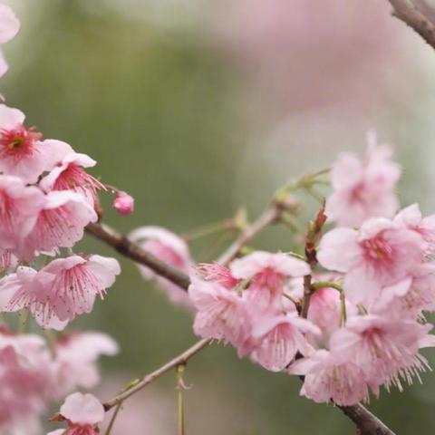 武汉市与长沙市哪个更好