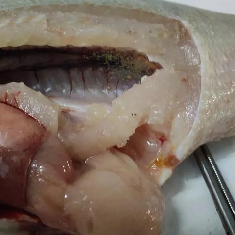 南通浙江加州鲈鱼苗相关长尾关键词有哪些