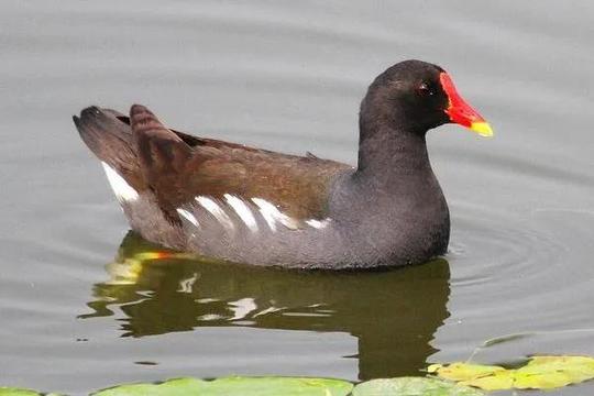 冷门项目更赚钱：养殖黑水鸡，成本低、利润高，很值得一试