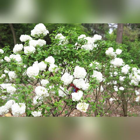 到成都市植物园怎么走