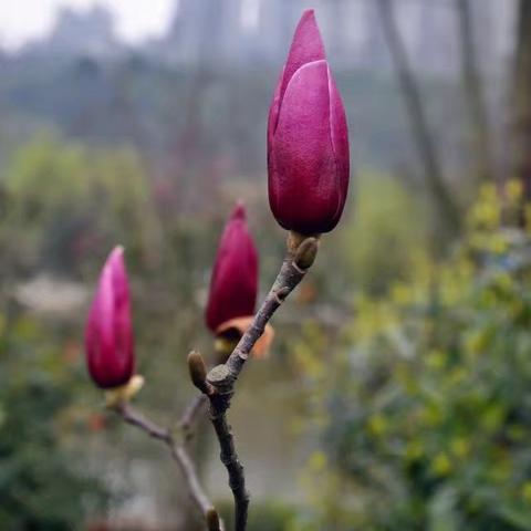 成都市龙头寺公园在哪里