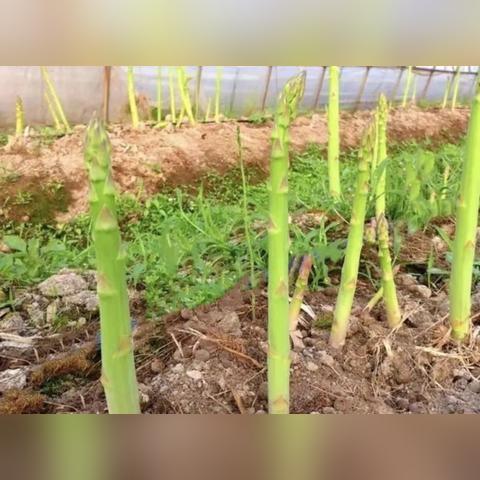 合肥 萧县羊肉相关长尾关键词有哪些