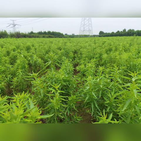 四大名贵树苗河南能种吗？
